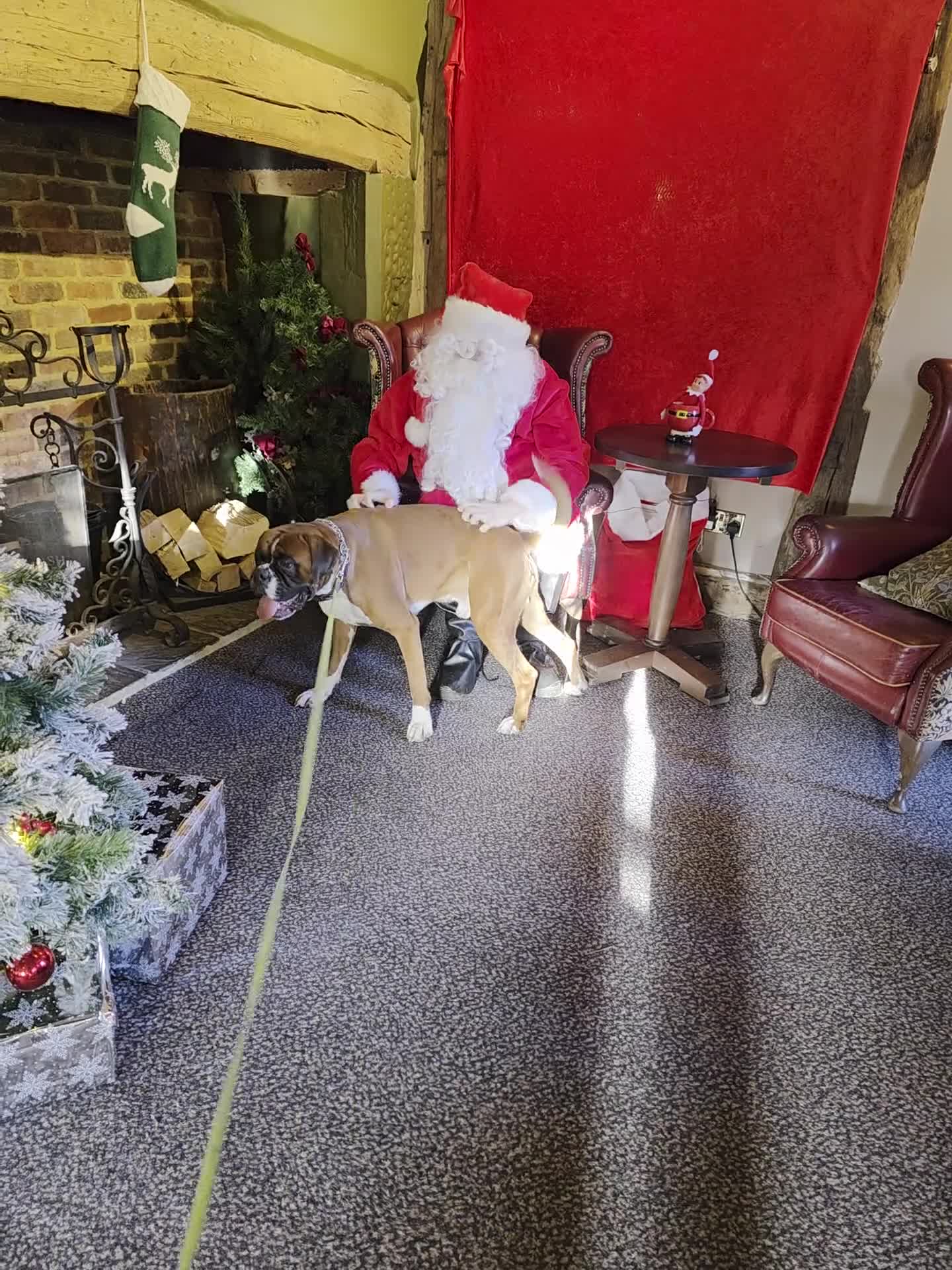 Boxer dogs for stud: First time stud, Bruce in Coulsdon - Video 2