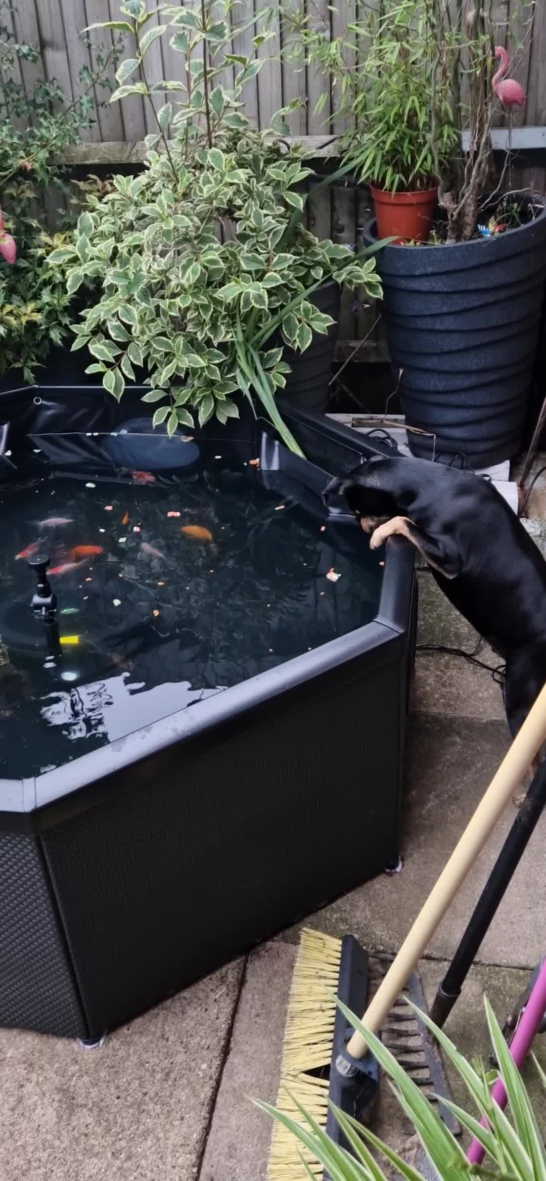 Shubunkins fish for sale: Selection of fancy goldfish - Video 1