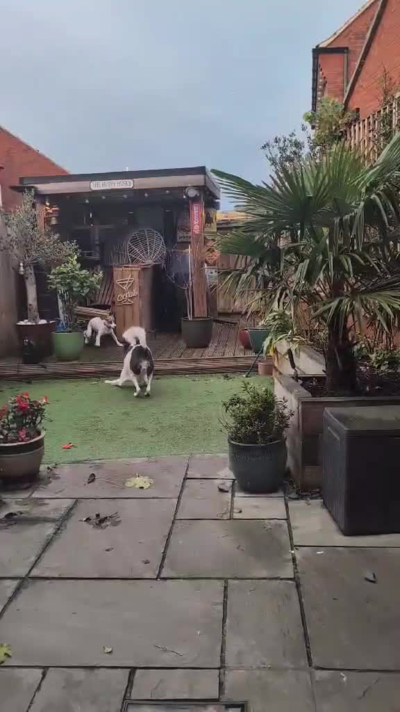 Beagle dogs for adoption: DOUG – 2 years old, Male, Beagle Boy - Video 2