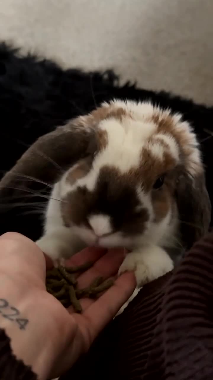 Mixed Breed rabbits for sale: Biscuit  - Video 2