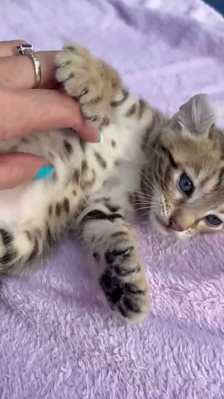 Keetso cats for sale: Stunning wild looking polydactyl curl ear keetsos  - Video 5