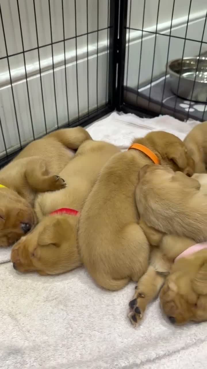 Labrador Retriever dogs for sale: 🐾 LAST GIRLS REMAINING 🐾 - Video 1