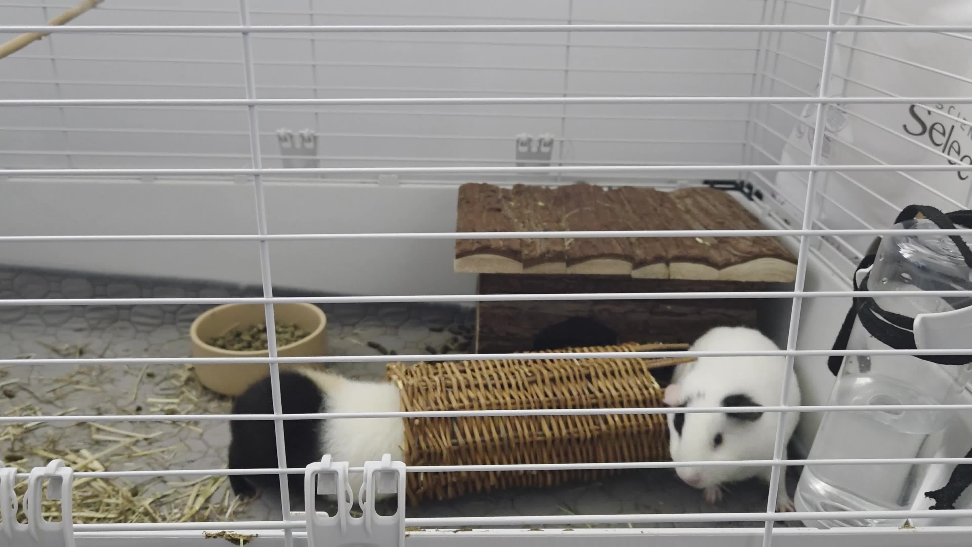 Guinea Pig rodents for sale: Two female guienea pigs 5 months  - Video 2