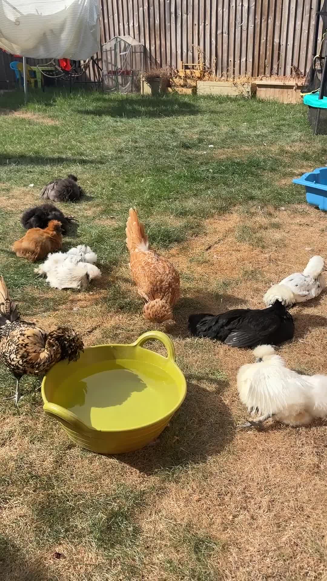 Chickens poultry for sale: Silkie hens and polish hens  - Video 1