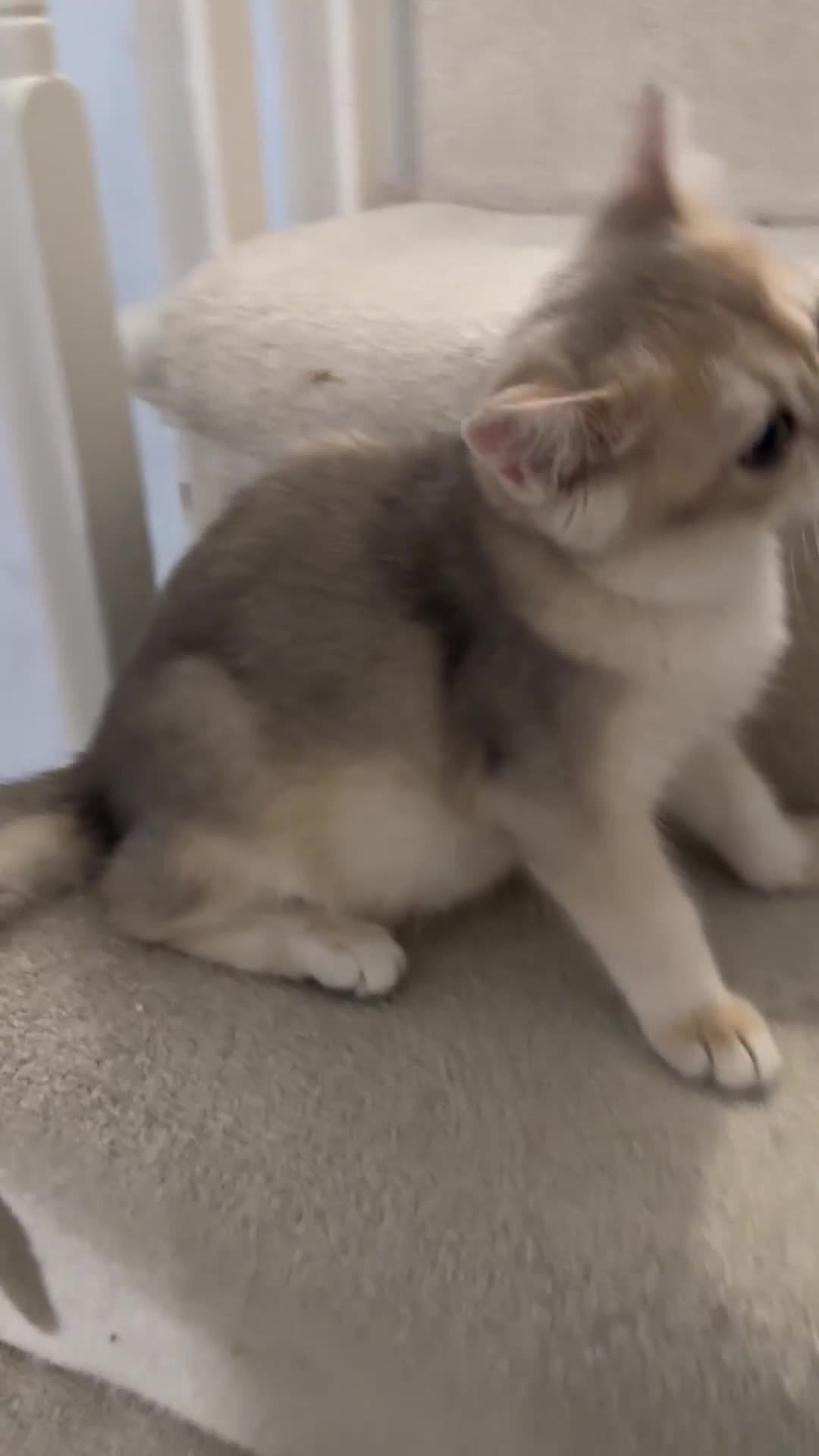 British Shorthair cats for sale: Blue Golden Chinchilla BSH Kitten - Video 1