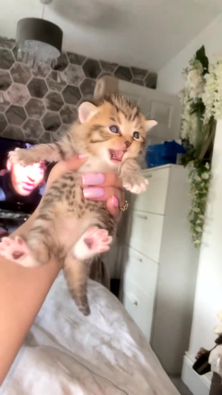 Mixed Breed cats for sale: 6 x Stunning Mixed Bengal/British Shorthair Cross  - Video 3