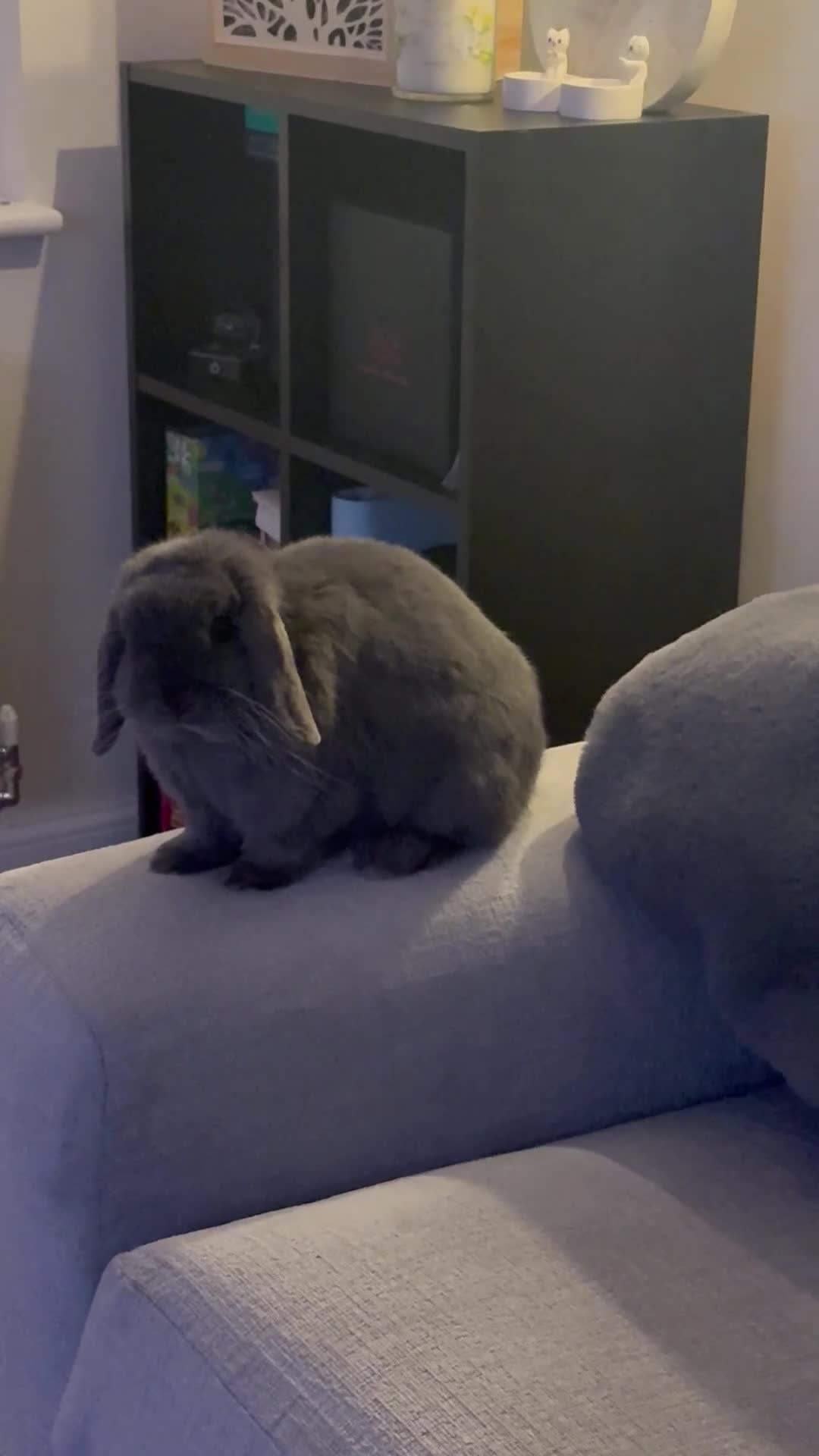 Dwarf Lop rabbits for sale: Mini Dwarf Lop  in Middlesbrough - Video 1