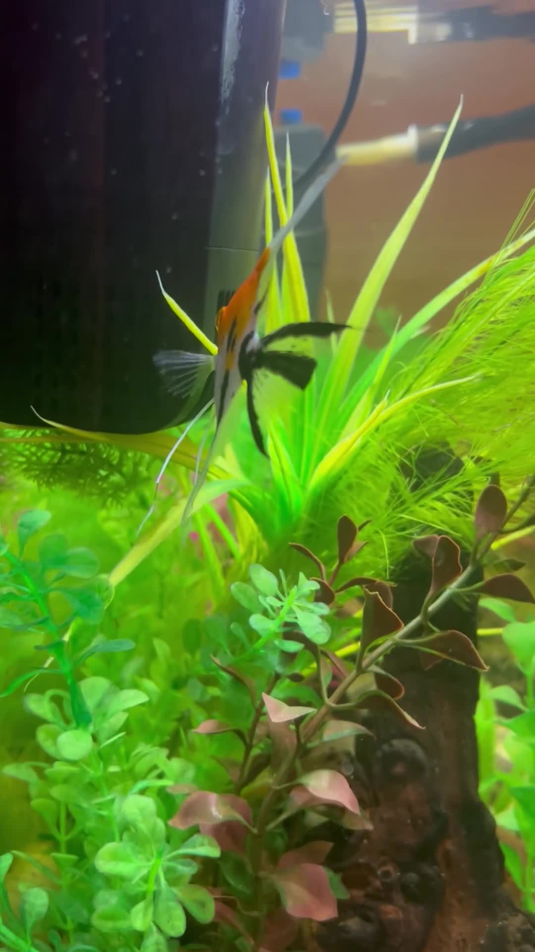 Angelfish fish for sale: Stunning Angel fish  - Video 1