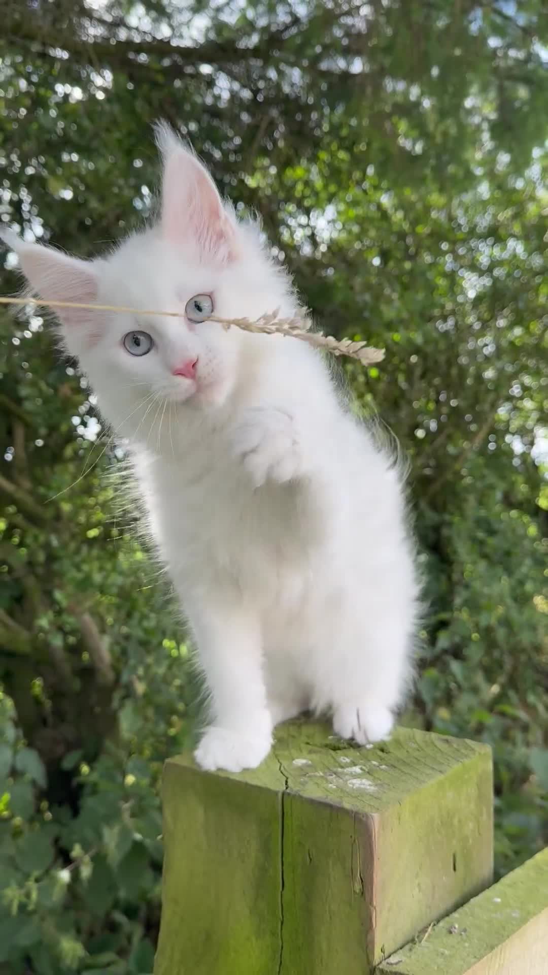 Maine Coon cats for sale: STUNNING WHITE WITH BLUE EYES -BAER TESTED  - Video 2