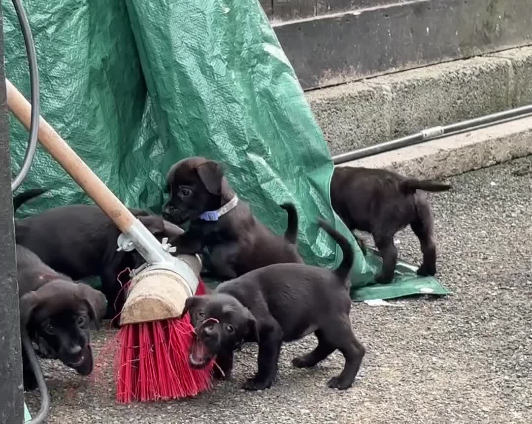 Mixed Breed dogs for sale: Cairndors - Video 2