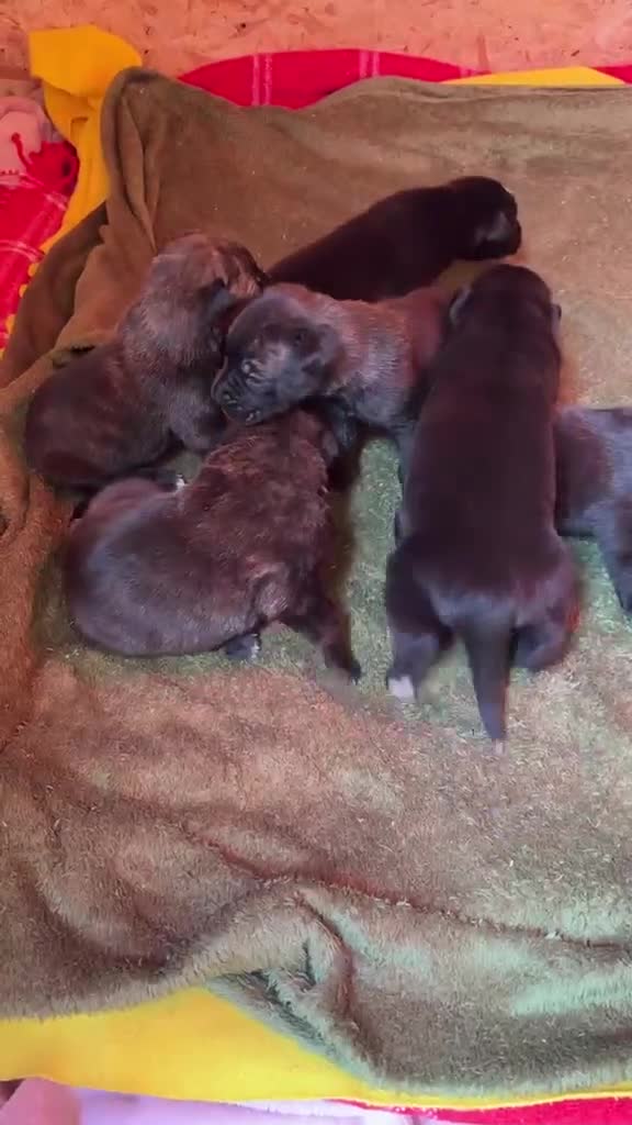 Belgian Shepherd Dog dogs for sale: Dutch shepherd puppies - Video 1