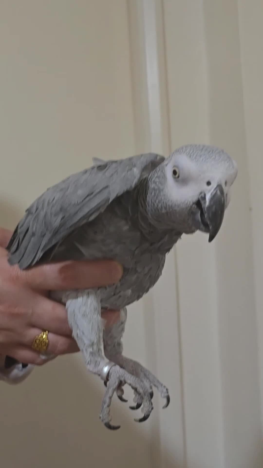 Parrots birds for sale: African Grey Parrot. - Video 1