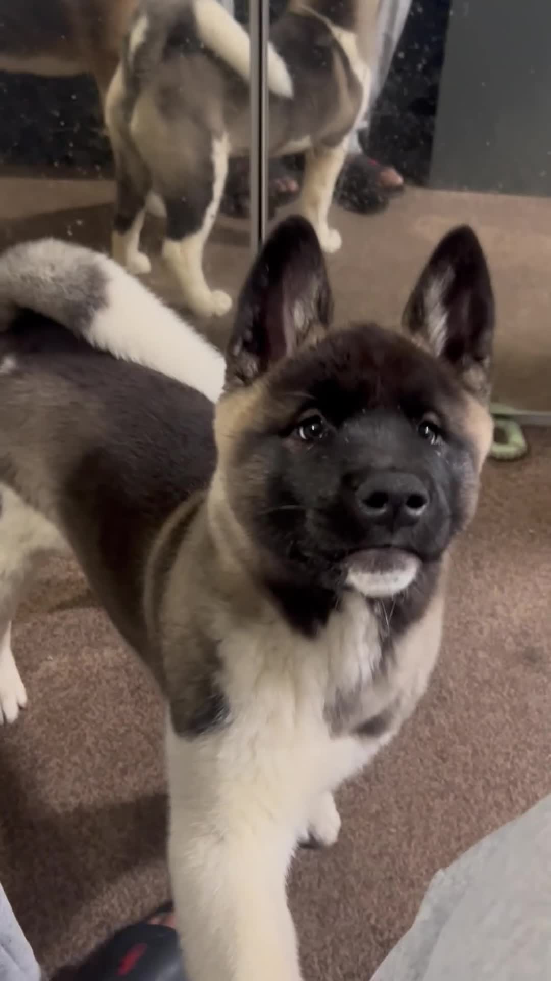 Akita dogs for stud: ***Chico’s finding LOVE… Proven Stud*** - Video 1