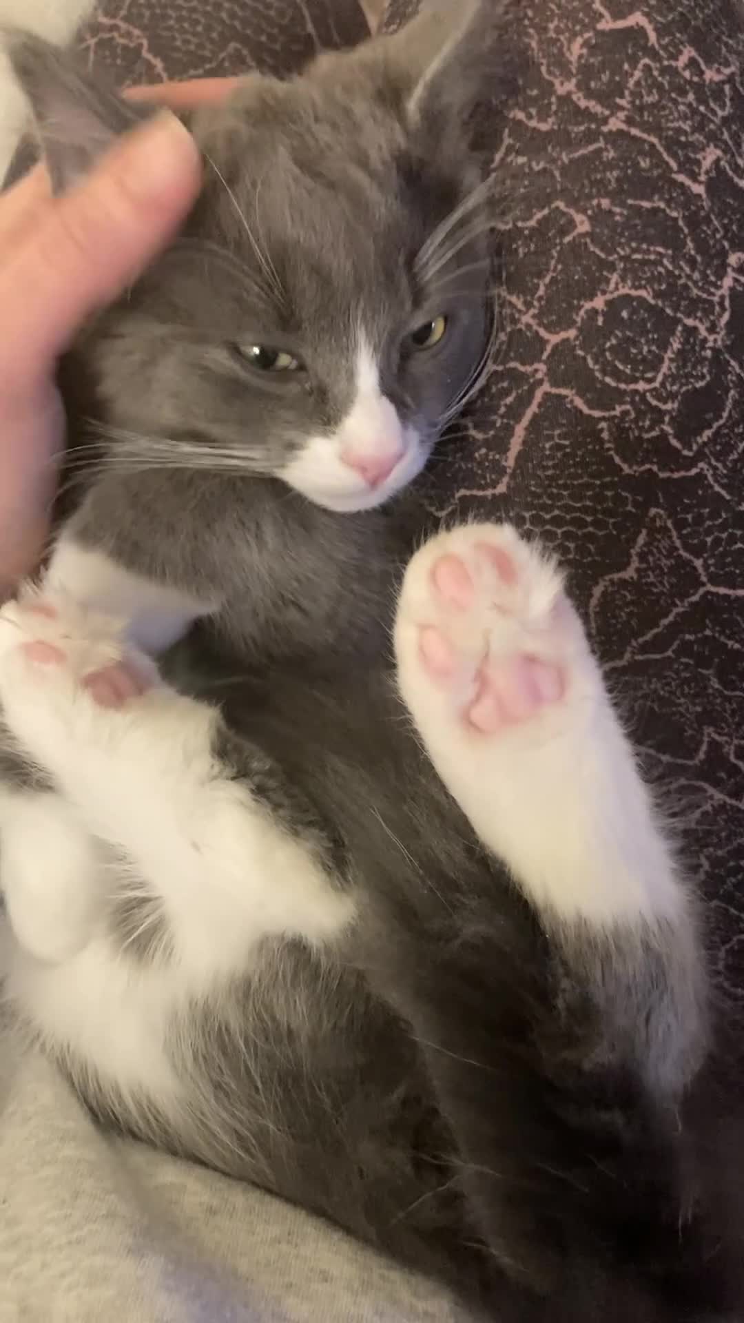 Maine Coon cats for sale: Rag Coon Kittens - Video 1