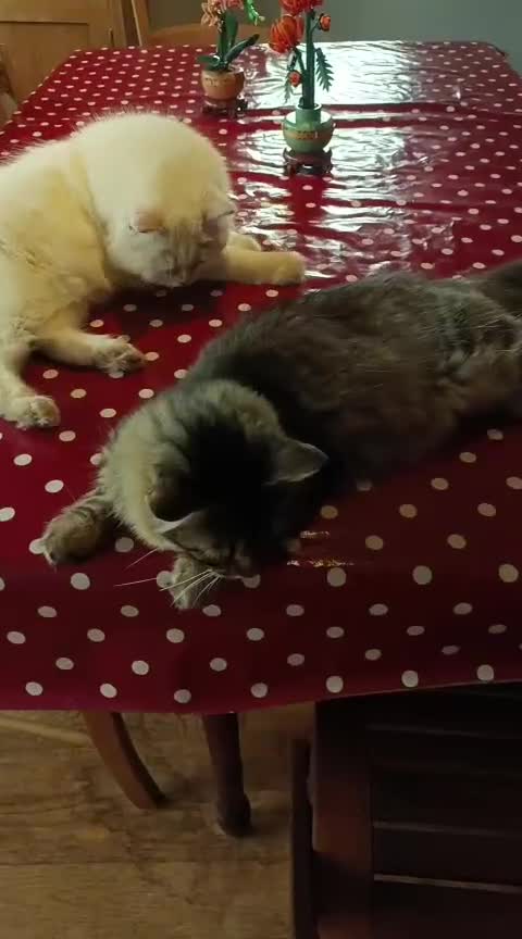 Persian cats for adoption: Agi, Persian and Carla, Persian cross, both aged 6 - Video 2