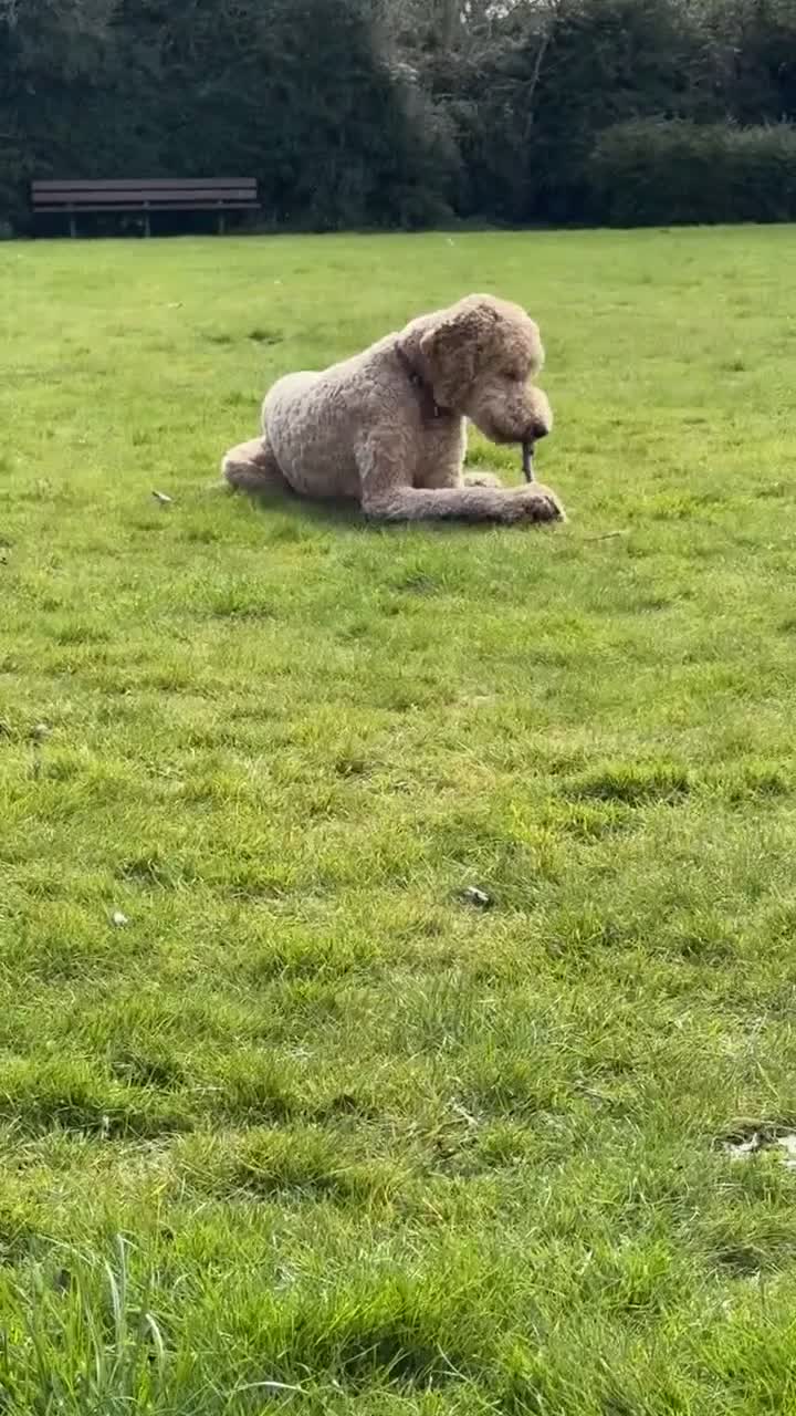 Double Doodle dogs for stud: Stud (sheepadoodle/double doodle) in Barnsley - Video 3