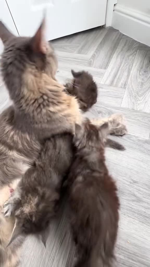 Maine Coon cats for sale: GCCF/TICA Blue/Black Maine Coon Kittens - Video 1