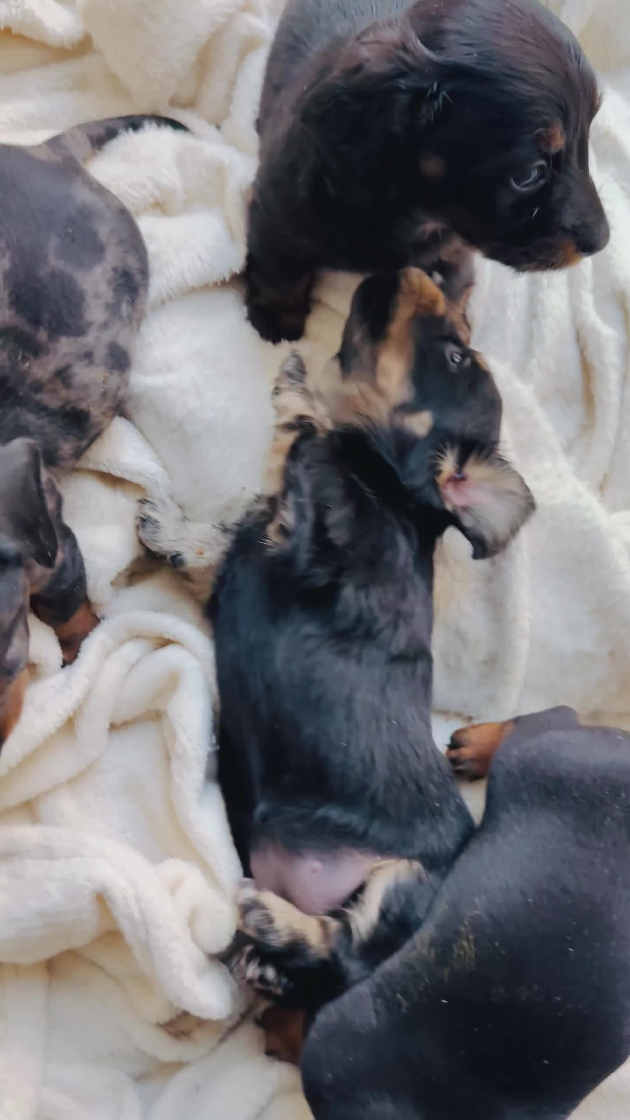 Miniature Dachshund dogs for sale: Sausage Puppies! - Video 2