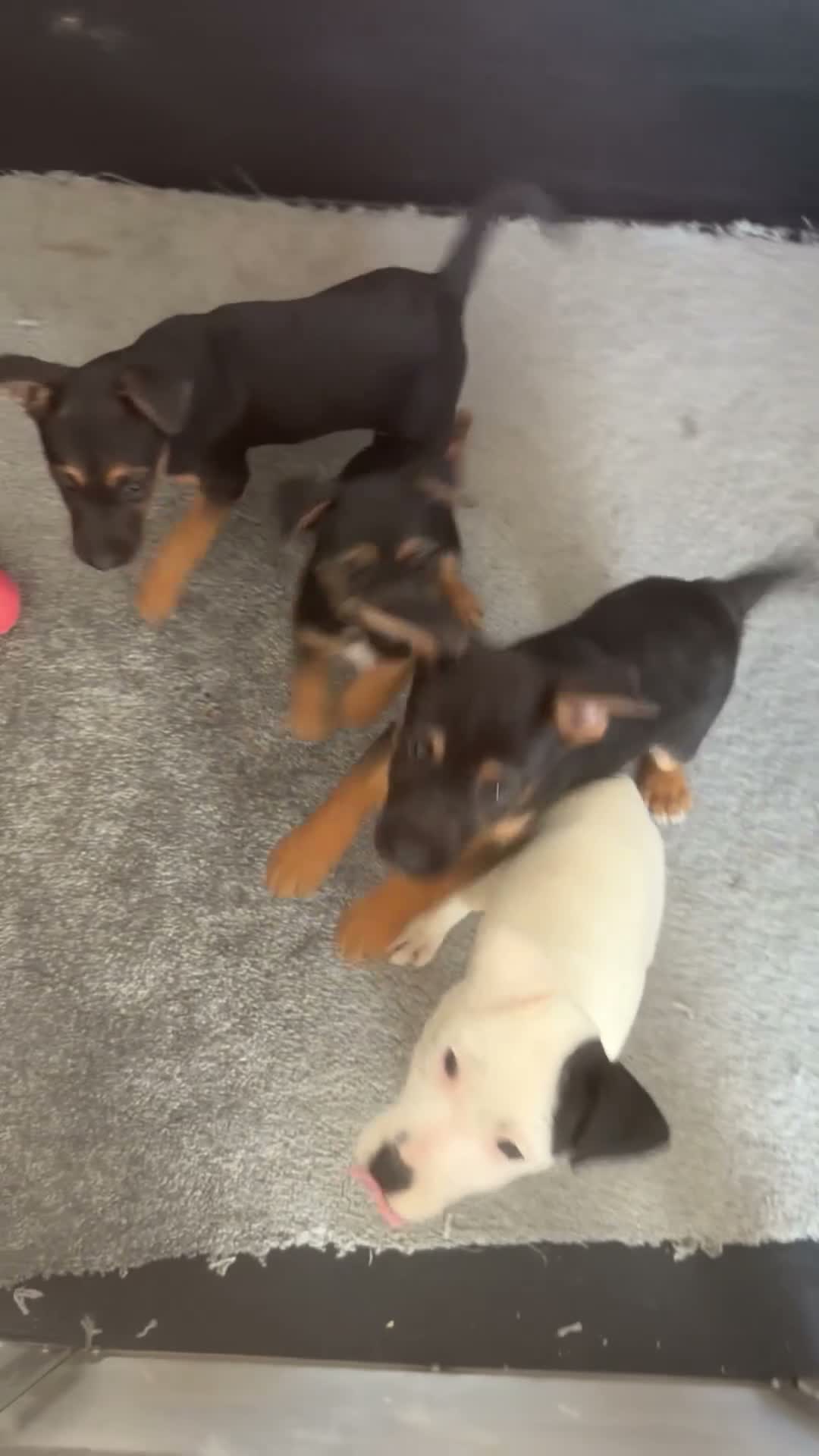 Jack Russell dogs for sale: Cutest puppies  in Dudley - Video 1