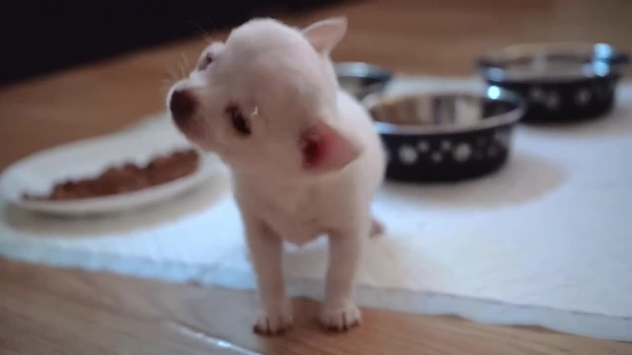 Chihuahua dogs for sale: Cute apple head chihuahua for sale  - Video 3