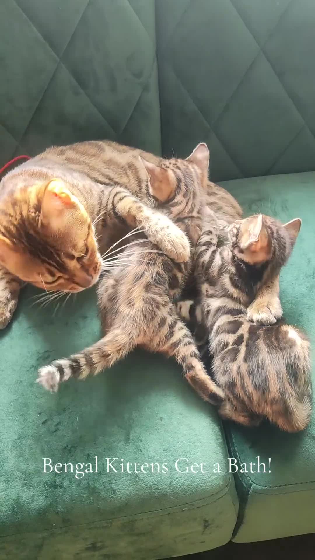 Bengal cats for sale: Rehoming 🐾 ✨ Bengals Beautiful Pedigree ✨ - Video 1