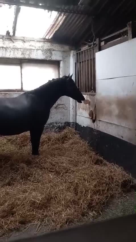 Welsh Section D horses for sale: **Honest Ad** - Video 1