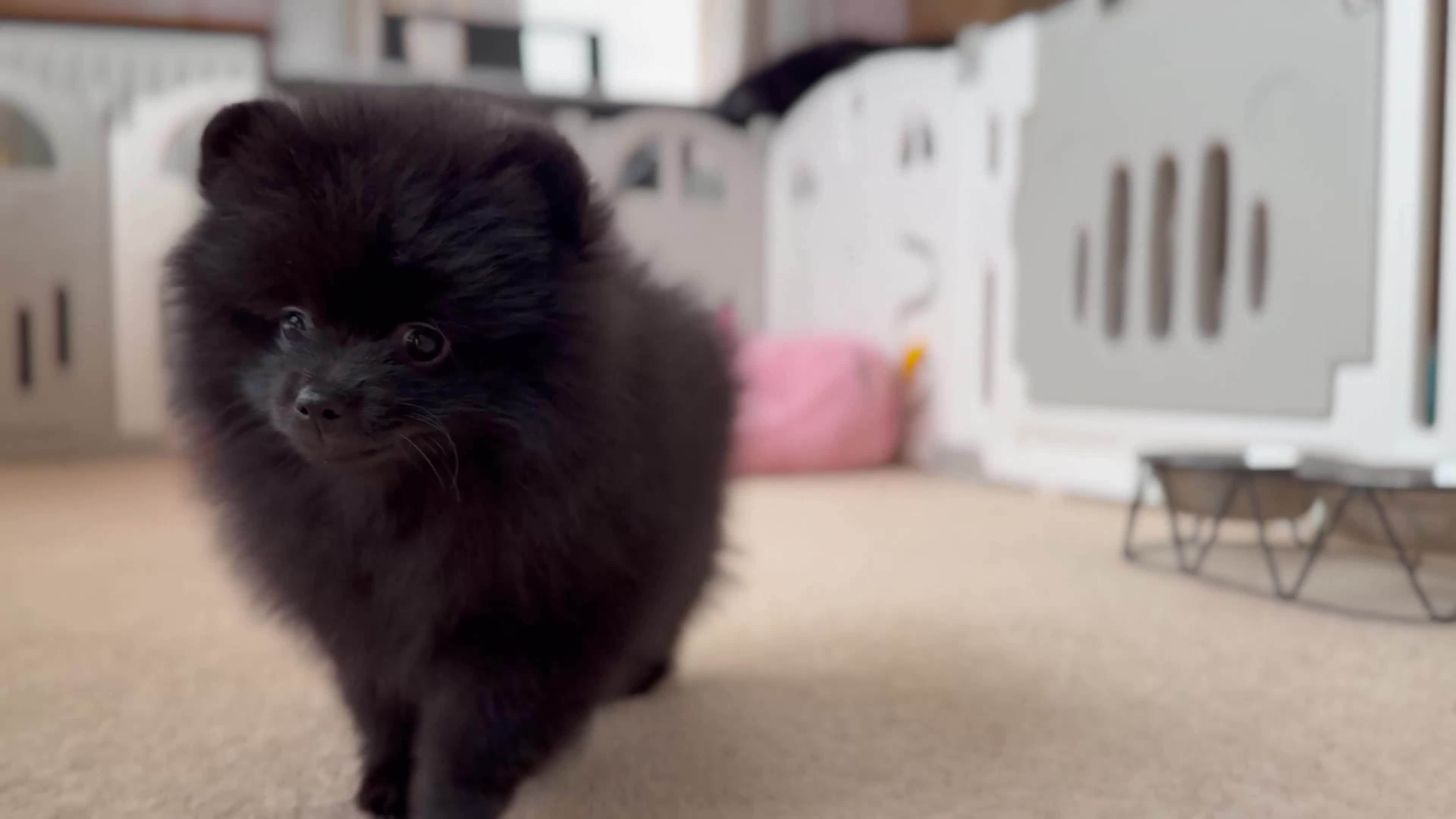 Pomeranian dogs for sale:  Rare colour Russian line Teddy Bear Pom Puppies ✨ - Video 4