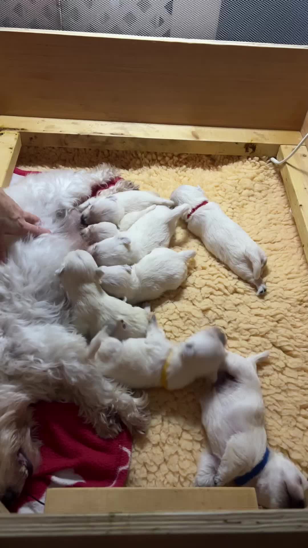 West Highland Terrier dogs for sale: Only 4 Westie Puppies Left – Ready for Homes Now! - Video 1