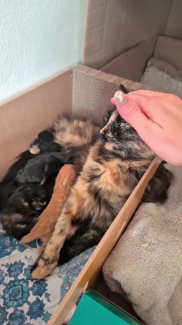 Mixed Breed cats for sale: 😺 VERY FRIENDLY KITTENS 😺 - Video 4