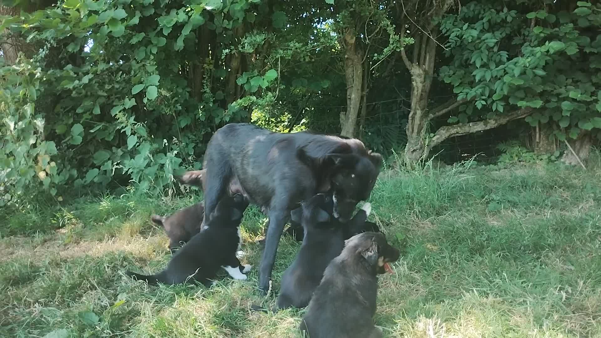 Border Collie dogs for sale: Traditional Border Collie Puppies in Shrewsbury - Video 1