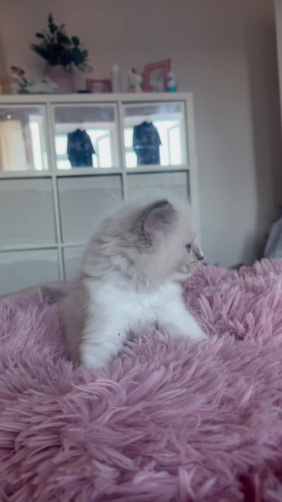 Ragdoll cats for sale: Purebred Ragdoll Kittens 😻😻 - Video 2