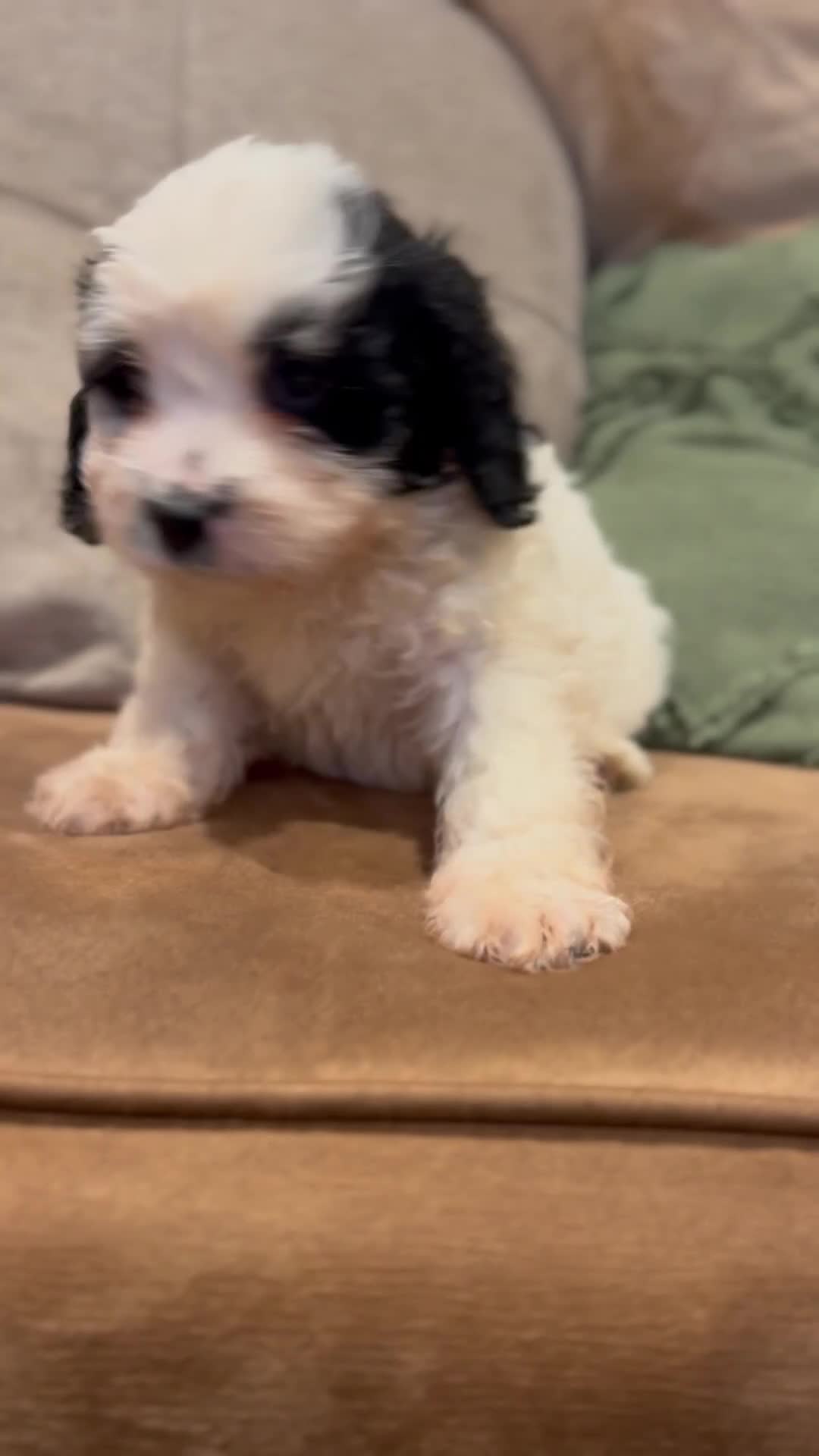 Cockapoo dogs for sale: Cockapoo puppies  - Video 3