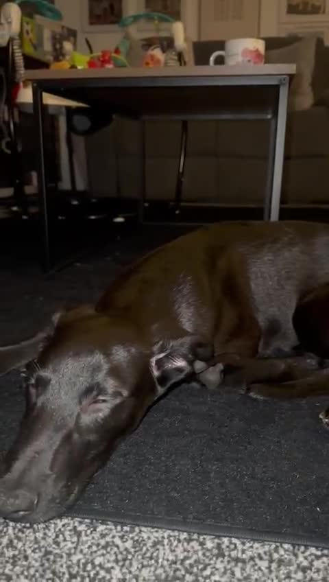 Mixed Breed dogs for sale: Lurcher for sale FEMALE STILL AVAILABLE  - Video 5