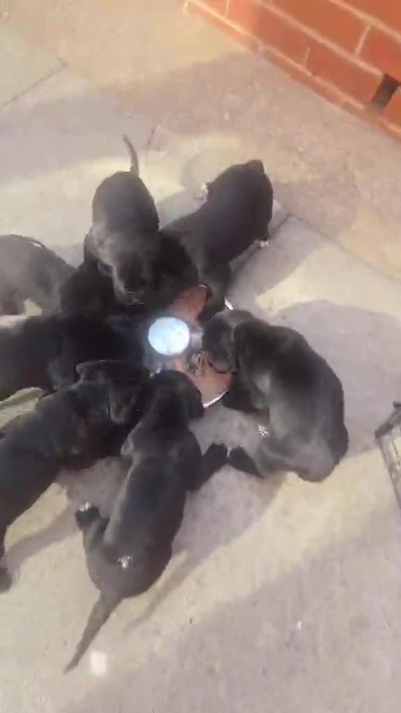 Cane Corso dogs for sale: Cane Corso for Sale- 4 girls&1Boy in Scarborough - Video 1