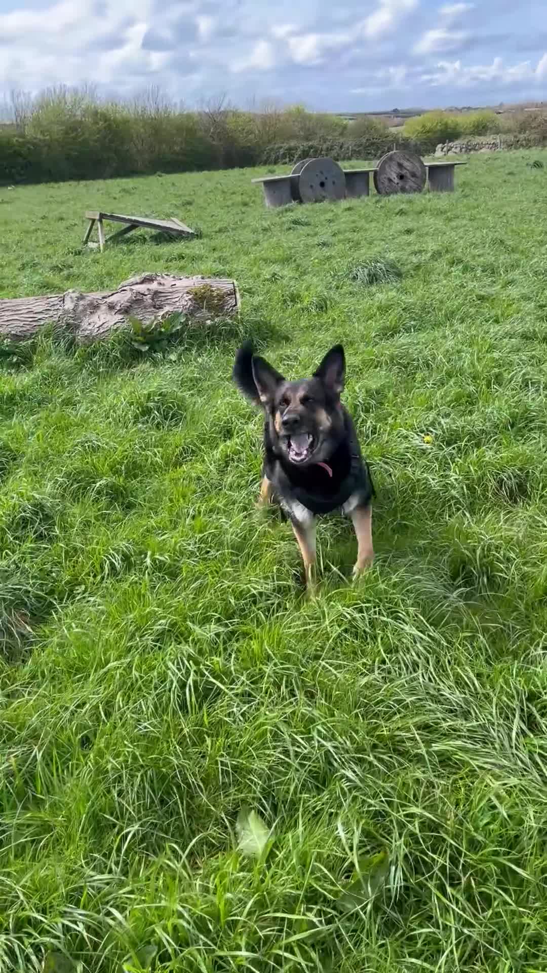 German Shepherd dogs for sale: Female German shepherd  - Video 2