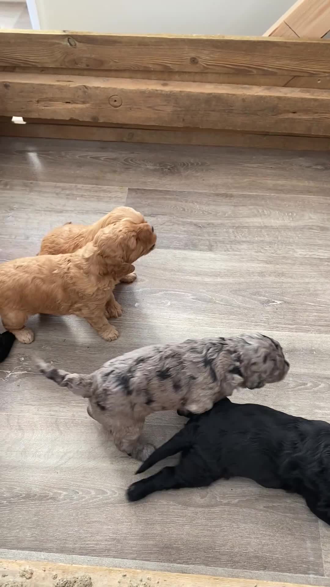 Goldendoodle dogs for sale: Rosa's Rascals Miniature Goldendoodles F2BB's - Video 4