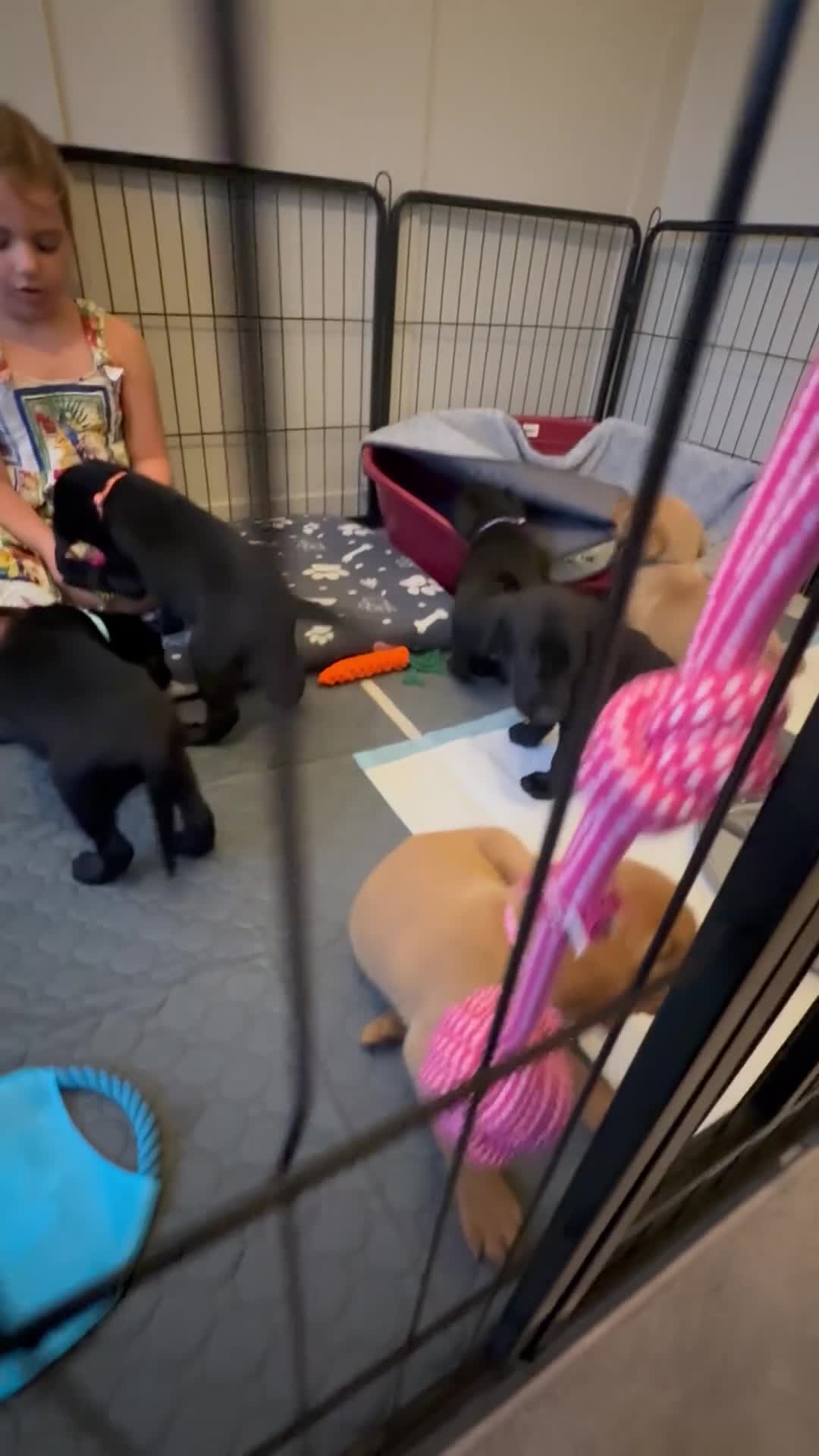 Labrador Retriever dogs for sale: Black/fox Labrador kc with 5 wks free insurance  - Video 2