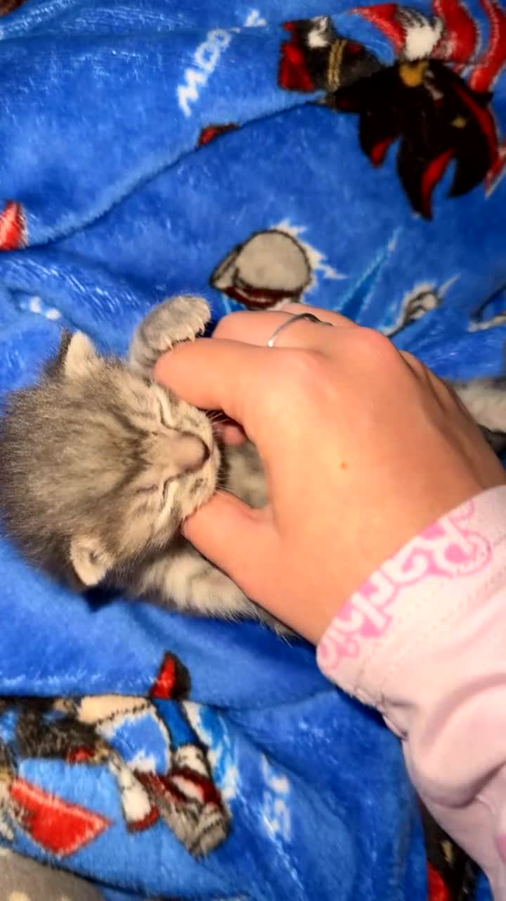British Shorthair cats for sale: 2 Grey male British Shorthair kittens for sale  - Video 1
