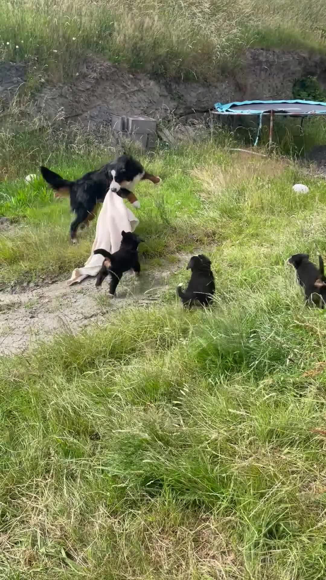 Bernese Mountain Dog dogs for sale: Bernese Mountain Puppies 🏠Ready for new homes🏠 in Aberystwyth - Video 1