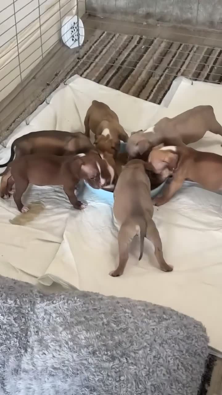 American Bull Staffy dogs for sale: Amstaff rescue puppies need rehoming asap - Video 2