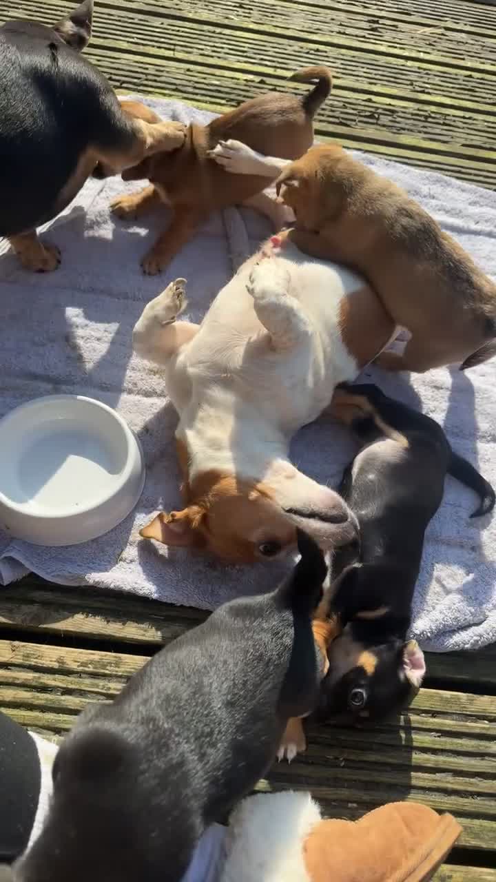 Jack Russell dogs for sale: Gorgeous Jack Russell puppies  - Video 1