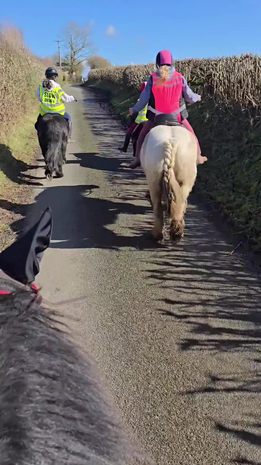 Irish Cob horses for sale: Dun and White confidence giving weightcarrier mare - Video 4