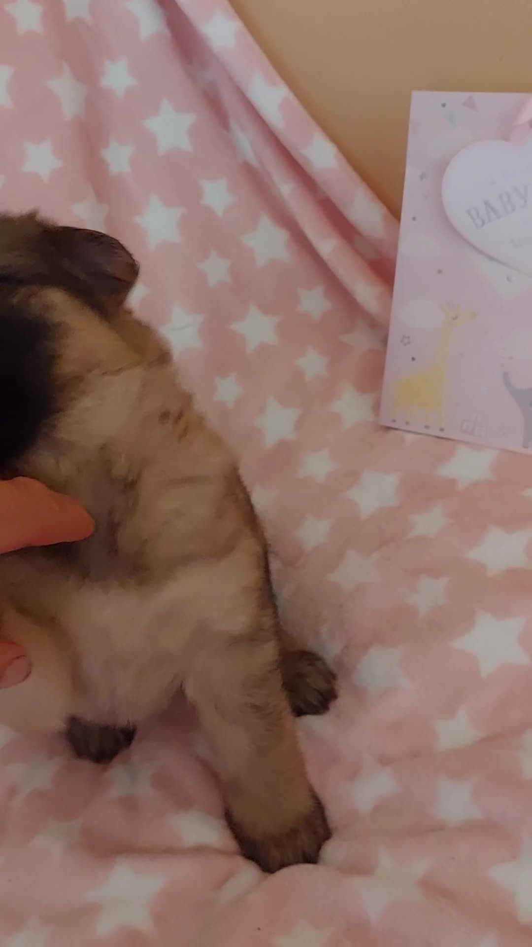 German Shepherd dogs for sale: 7  beautiful german shephered pups  - Video 2