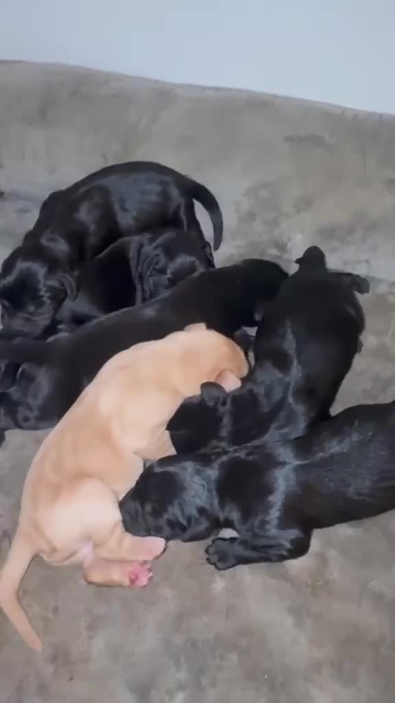 Labrador Retriever dogs for sale: Pure stunning Labrador Pups - Video 1