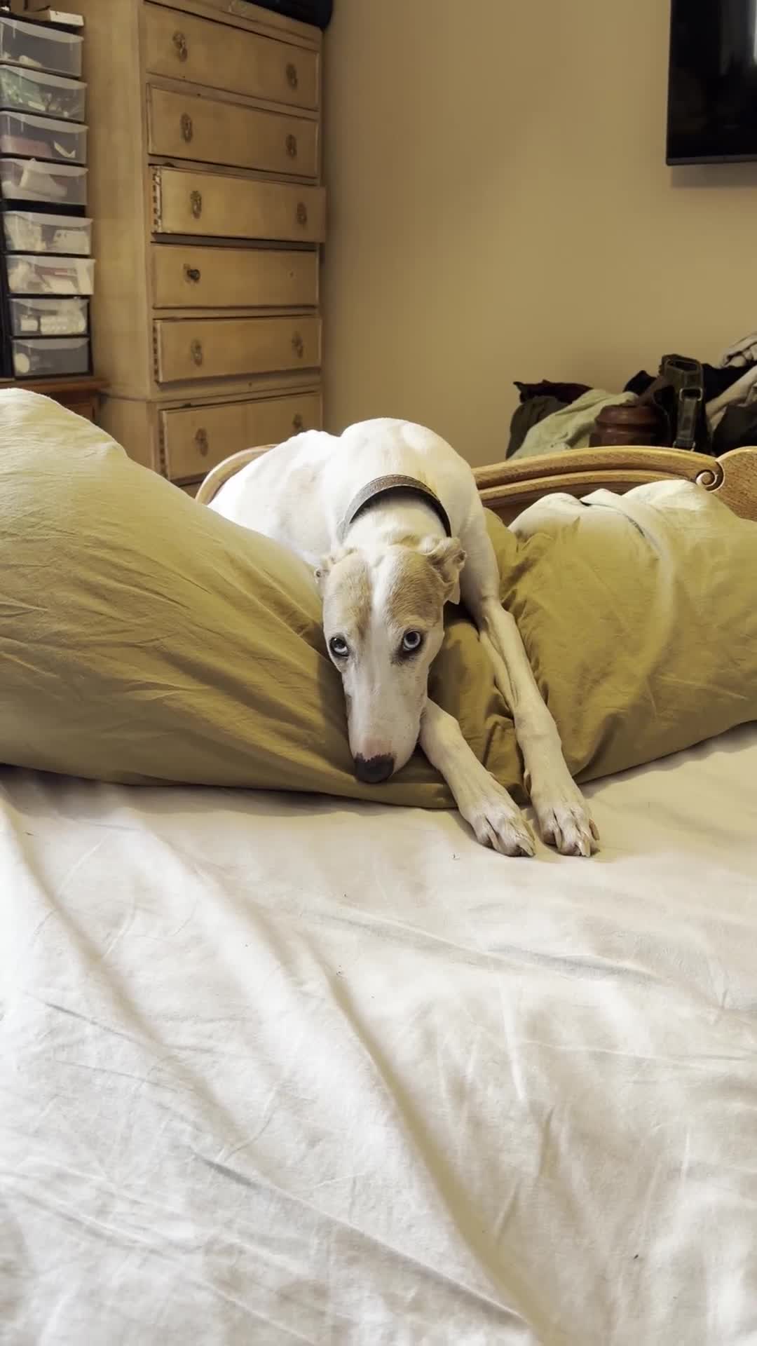 Mixed Breed dogs for sale: Italian Greyhound x Whippet puppys - Video 1
