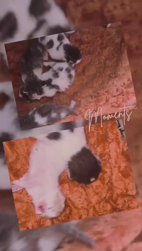 Norwegian Forest Cat cats for sale: Stunning friendly family raised kittens - Video 3