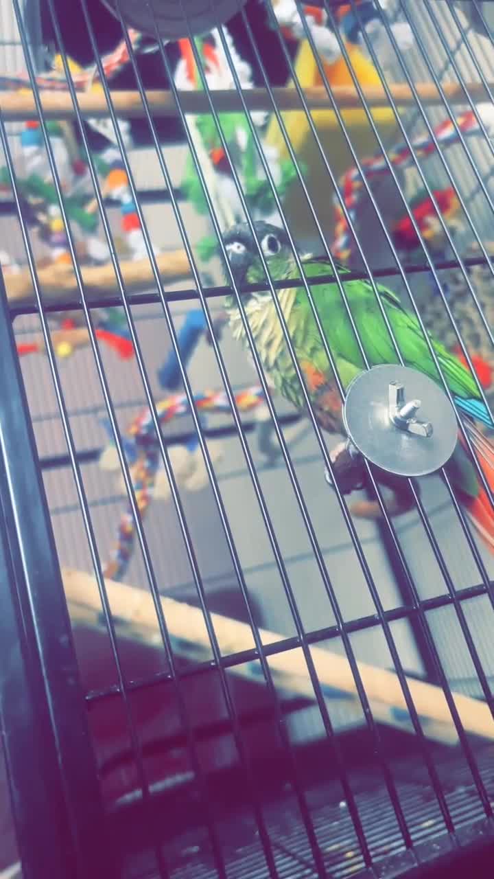 Conures birds for sale: Green cheek conure in Derby - Video 2