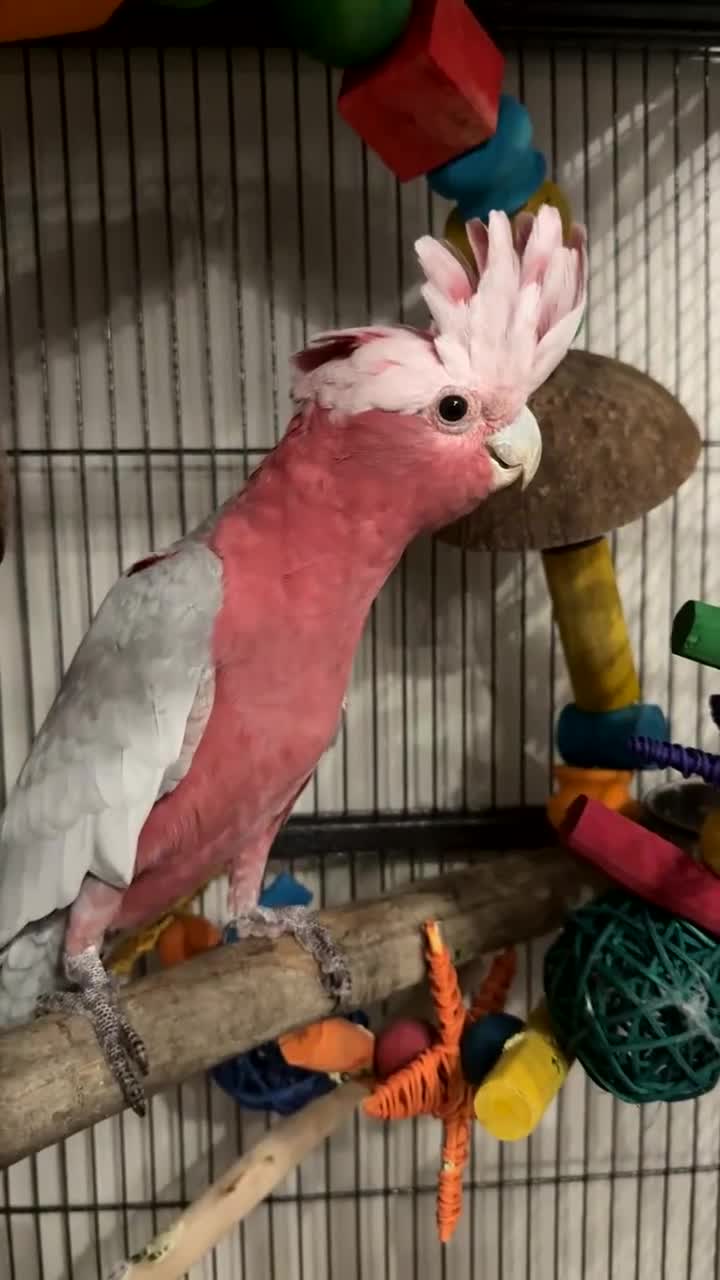 Cockatoo birds for sale: Beautiful happy boy  - Video 2
