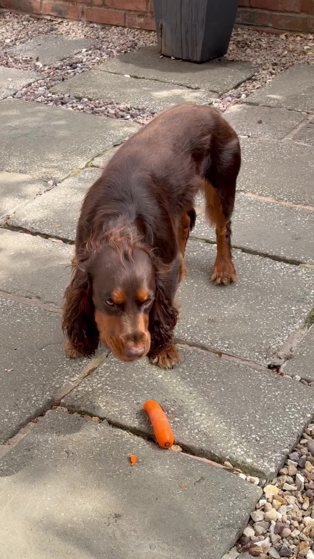 Cocker Spaniel dogs for stud: 🐾 Proven Stud - Healthy Working Cocker Spaniel 🐾 - Video 1