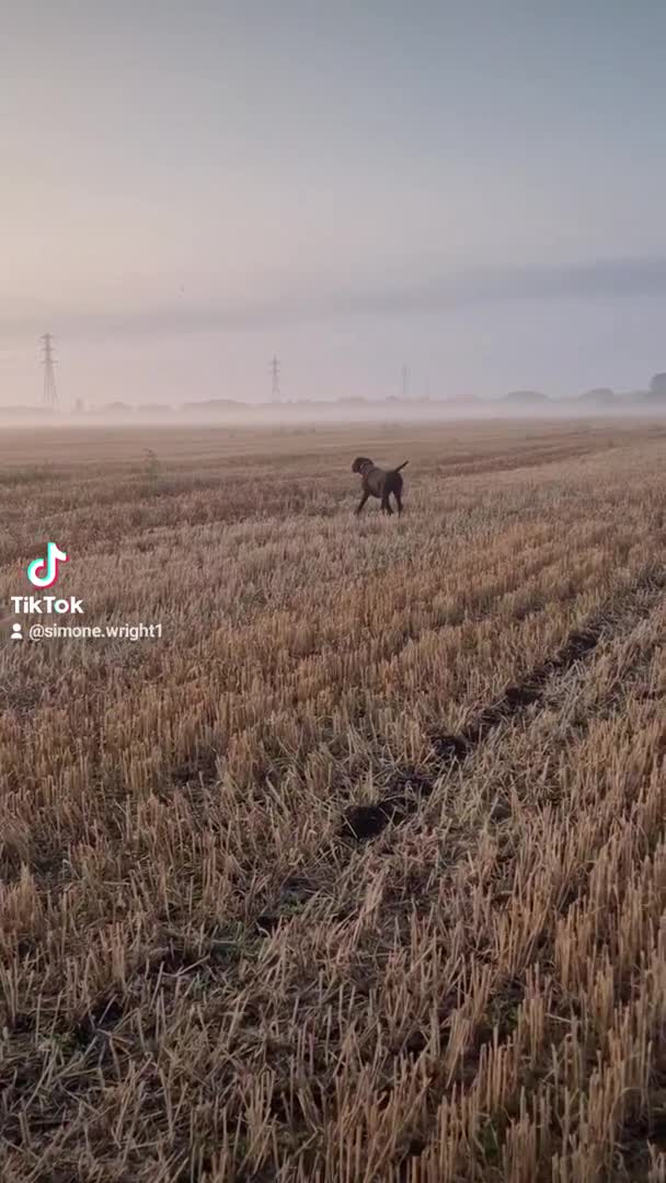 German Shorthaired Pointer dogs for stud: Proven full KC Reg GSP 5th Generation working in Liverpool - Video 1